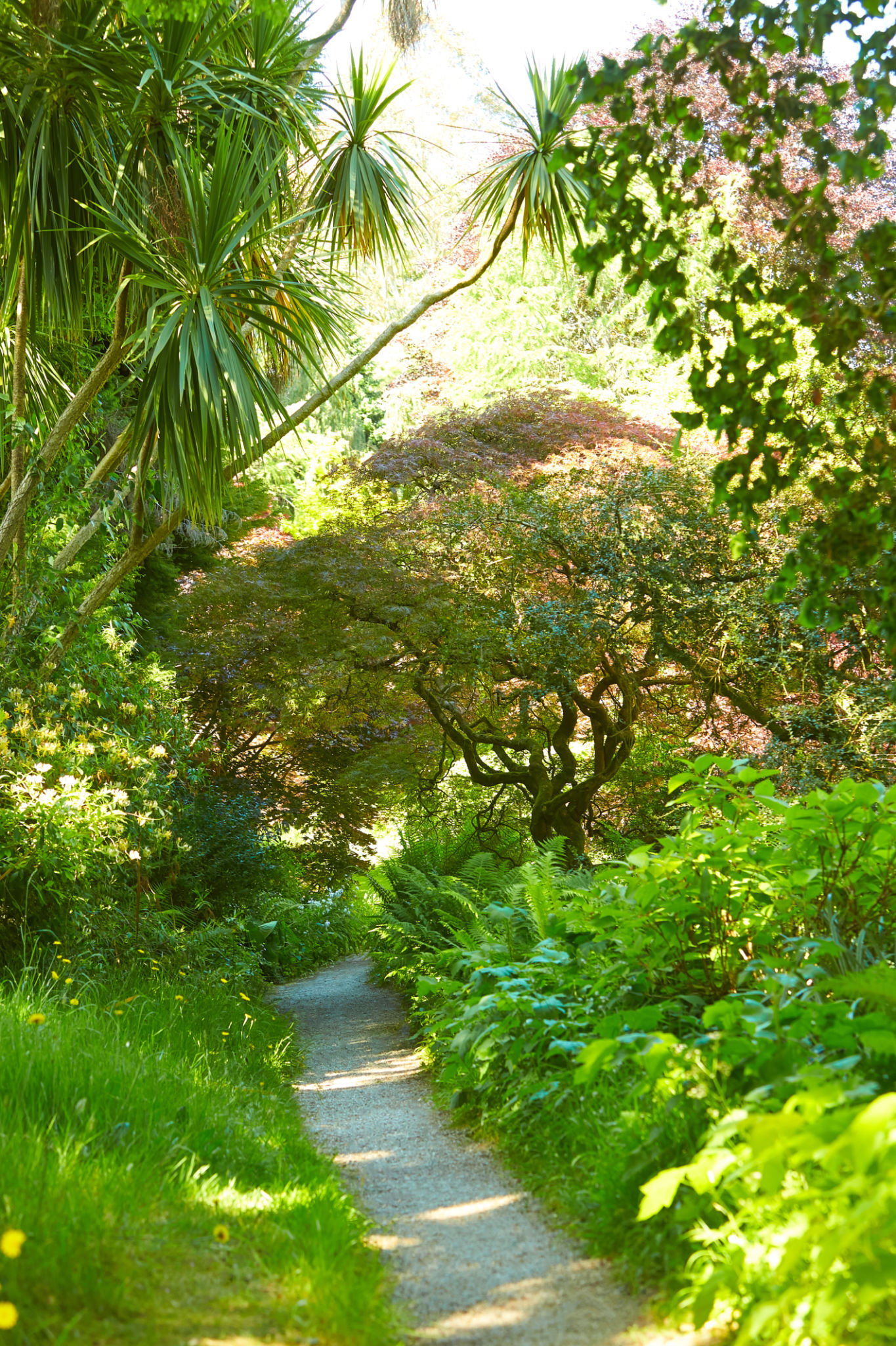 tregony garden