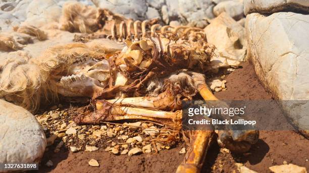 sheep skeleton decomposing on dirty ground. - dead rotten stock pictures, royalty-free photos & images
