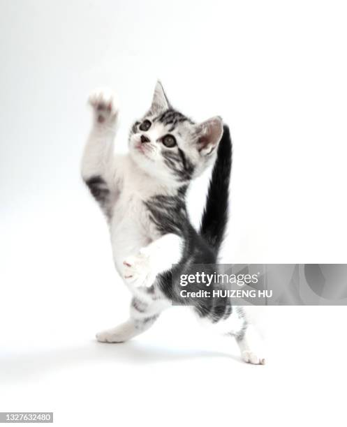 cute baby tabby cat on white background - katzenbaby stock-fotos und bilder