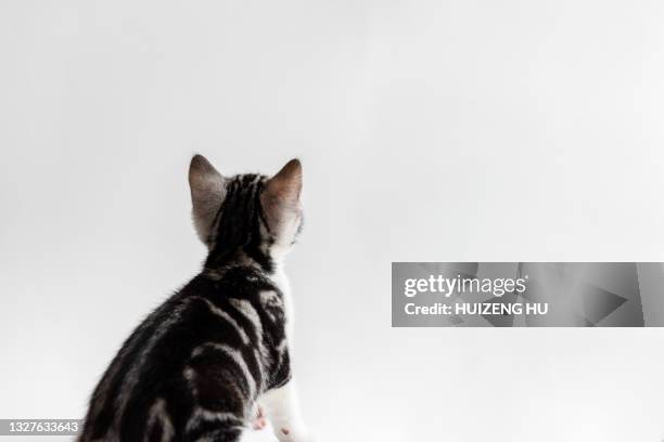 gray tabby cute kitten back view isolated on white background - cat behind stock-fotos und bilder