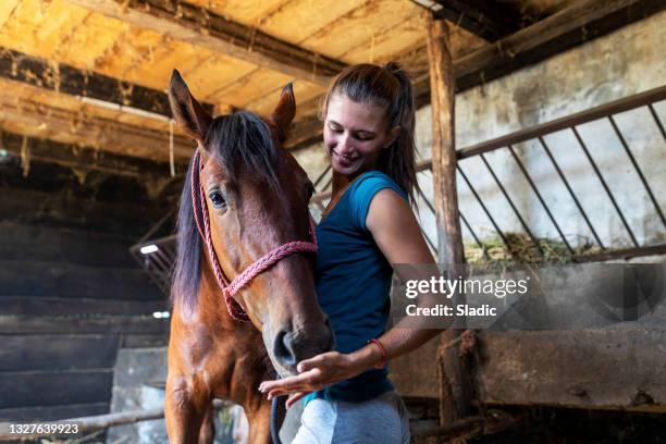 una joven cuida de su caballo - 1 woman 1 horse fotografías e imágenes de stock