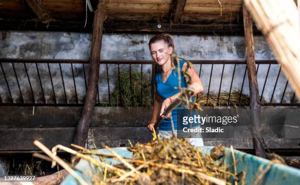 mujer joven limpiando establo de caballos - caballo familia del caballo fotografías e imágenes de stock