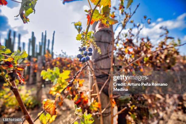 queretaro vineyards - queretaro state stock pictures, royalty-free photos & images