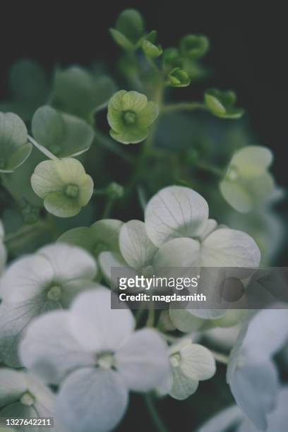 primer plano de la flor de hortensia blanca - magdasmith fotografías e imágenes de stock