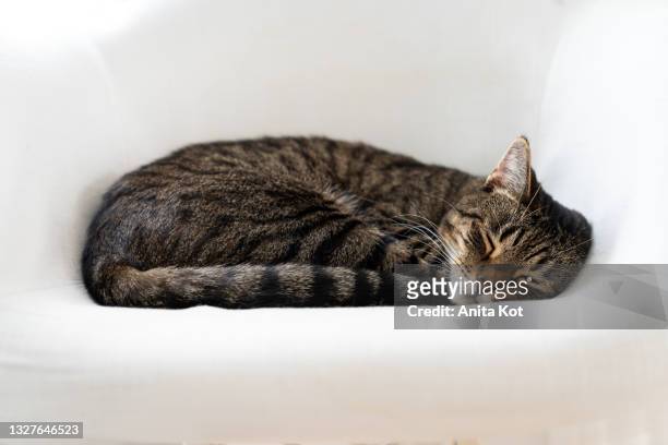 sleeping cat - mongrel cat stock pictures, royalty-free photos & images