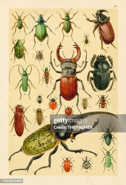 insekten, käfer chromolithograph gravur 1895 - beetle stock-grafiken, -clipart, -cartoons und -symbole