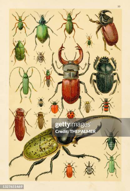 insects, beetle chromolithograph engraving 1895 - beetle stock illustrations