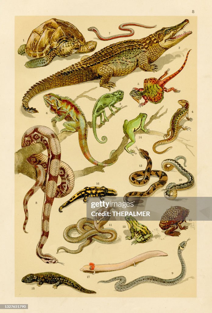 Reptiles, frogs, snakes chromolithograph engraving 1895