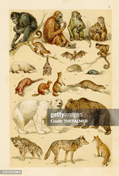 monkeys, bears, wolfes chromolithograph engraving 1895 - coyote stock illustrations