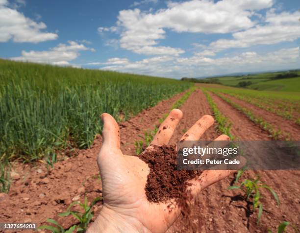 hand full of soil in corn field - hands red soil stock pictures, royalty-free photos & images