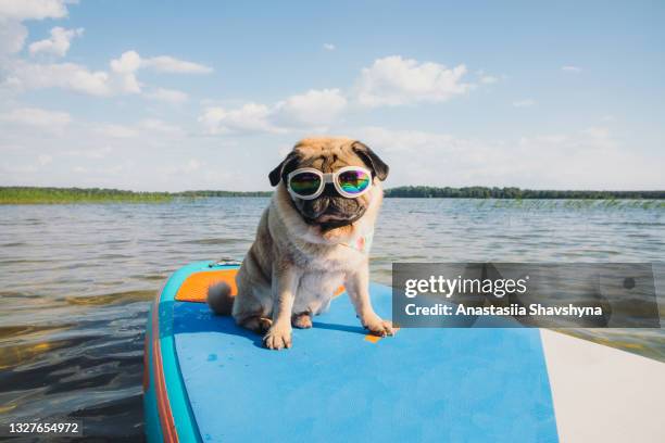 c’est un temps de paddle board! - cute pets photos et images de collection