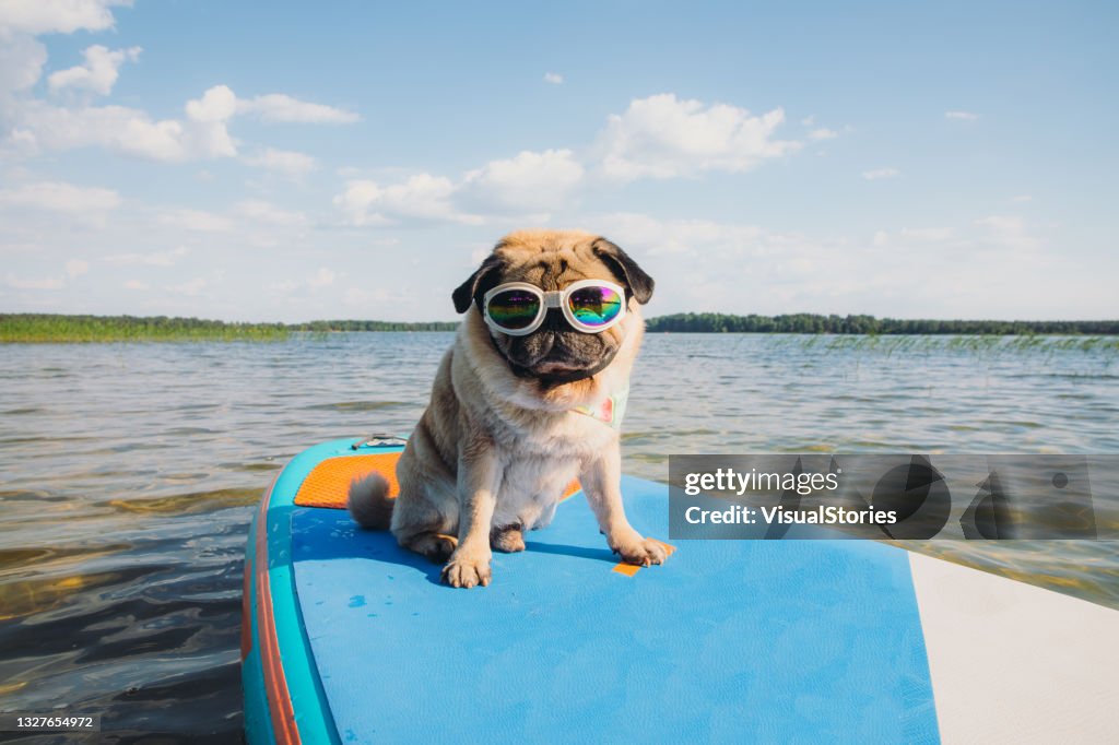 It's a paddle board time!