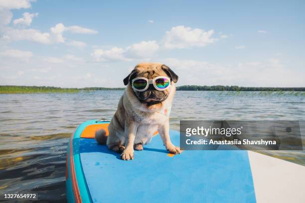 it's a paddle board time! - dog stock pictures, royalty-free photos & images