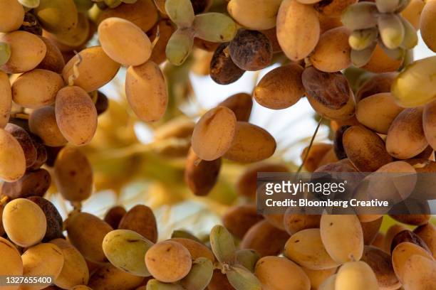 dates growing on a palm tree - date fruit stock pictures, royalty-free photos & images