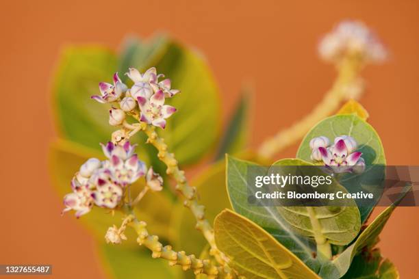 apple of sodom in bloom in the desert - sodom apple stockfoto's en -beelden