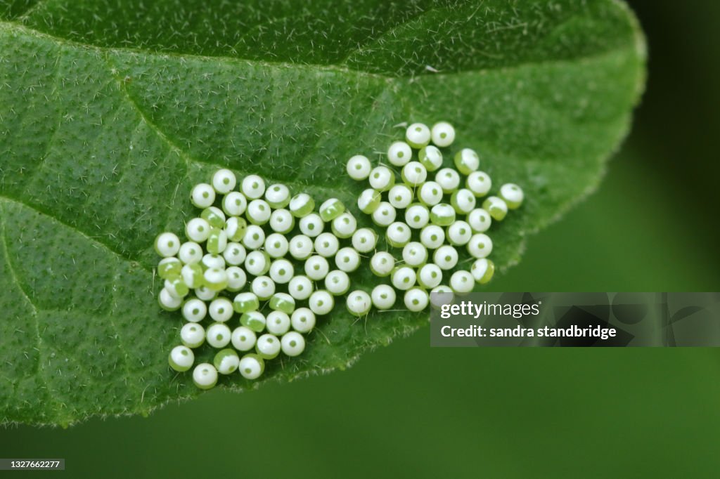 The eggs of a Buff-tip Moth, Phalera bucephala, on a leaf in a wooded area.