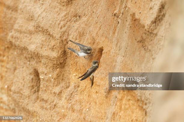 two sand martins, riparia riparia, perching at the entrance of their nesting hole in coastal sea cliffs. - riparia riparia stock pictures, royalty-free photos & images