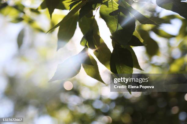 summer defocused background. tree branches with green leaves shining with sunlight - forest morning sunlight stock-fotos und bilder