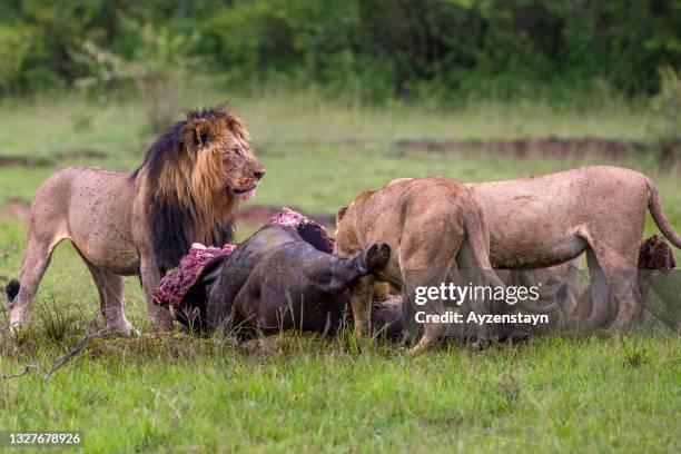 lion and lion family eating freshly killed african buffalo at wild - wild cattle stock-fotos und bilder