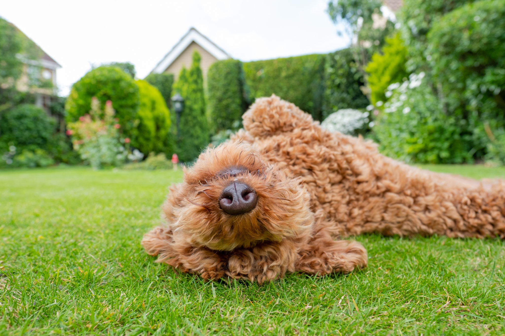pet owner yard