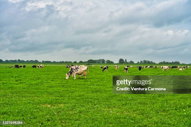 cows in the north frisian countryside, germany - recinto per bestiame foto e immagini stock