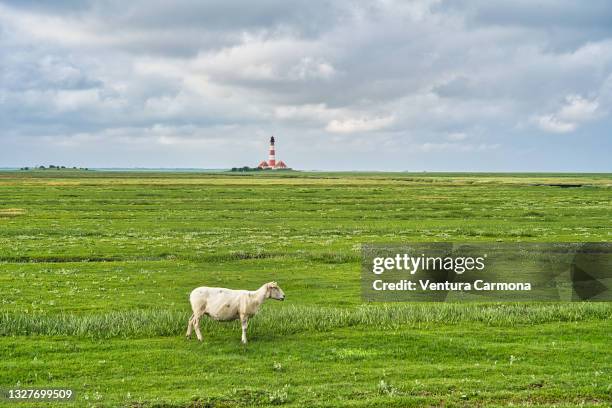 the westerheversand lighthouse, germany - wadden sea stock pictures, royalty-free photos & images