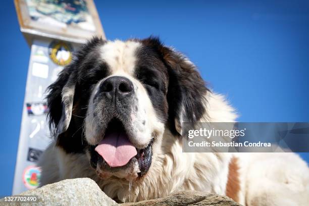 happy saint bernard at the dog park parang mountain, carpathian mountain peak, romania, europe. - rettungshund stock-fotos und bilder