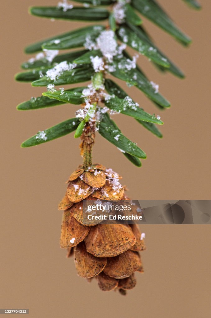 EASTERN HEMLOCK CONE (Tsuga canadensis) and SNOW