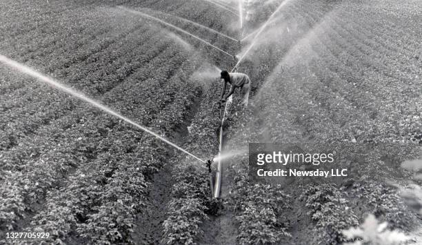 Sprinklers work overtime during drought on Long Island watering the potato crops in Calverton, New York on July 8, 1964. .