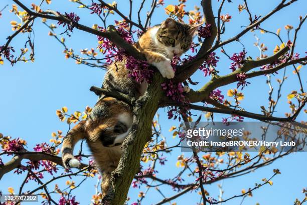 cat (felis catus)an shorthair, cat, tricolour, tortoiseshell cat, climbing judas tree (cercis siliquastrum) judas tree, baden-wuerttemberg, germany - árvore de judas - fotografias e filmes do acervo
