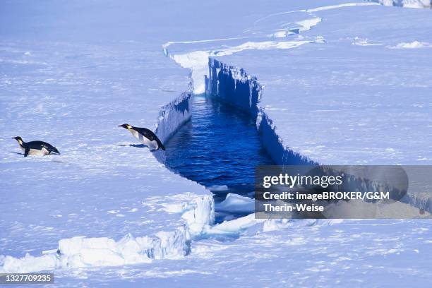 emperor penguin jumping out of the water, riiser-larsen ice shelf, queen maud land coast, weddell sea - weddell sea - fotografias e filmes do acervo