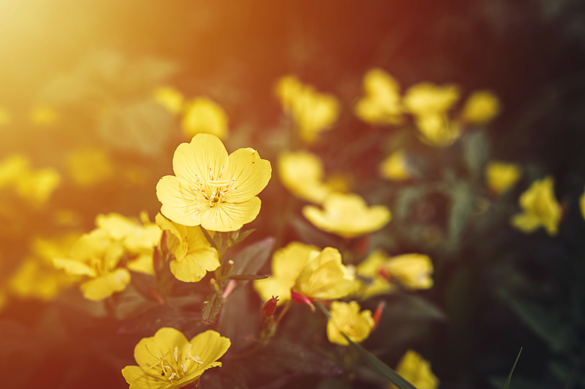 spring essential oils