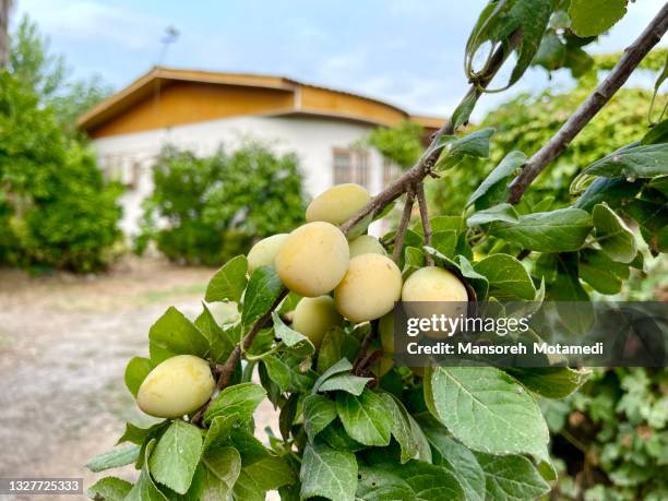 plum tree at home - pflaumenbaum stock-fotos und bilder