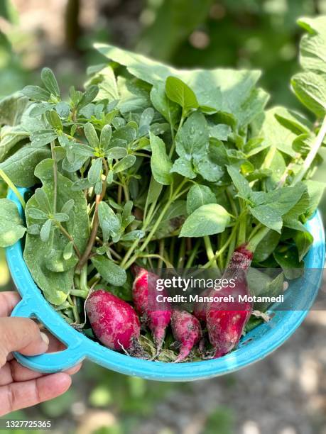 radishes in the garden - radish stockfoto's en -beelden