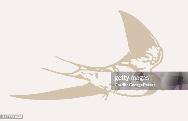 barn swallow in flight - purple martin stock illustrations