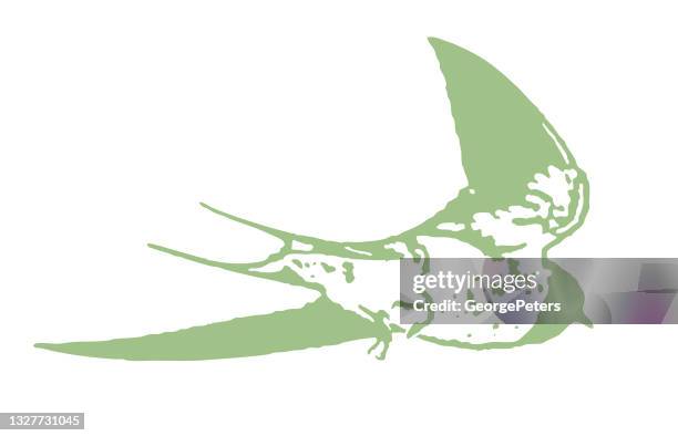 barn swallow in flight - purple martin stock illustrations