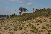 Dune Rehabilition at Durban with Bluff in Background