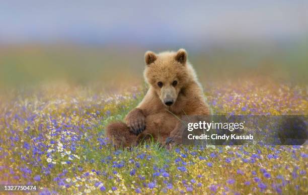 a brown bear cub in wildflowers - bear cub fotografías e imágenes de stock