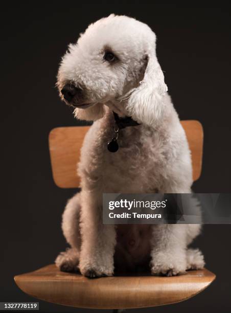 purebred beige bedlington terrier dog - pure bred dog stock pictures, royalty-free photos & images