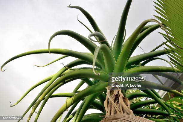 reunion island, tillandsia fasciculata, plant called "air plant" (tillandsia fasciculata - bromeliaceae) - fasciculata stock pictures, royalty-free photos & images