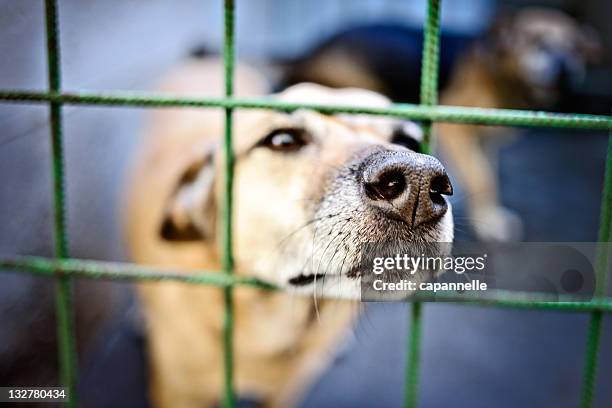 dog in cage - captive animals stock-fotos und bilder