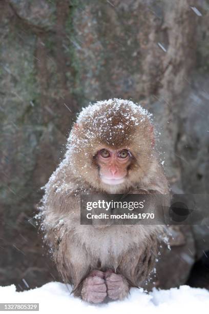 snow monkey - japanese macaque stockfoto's en -beelden