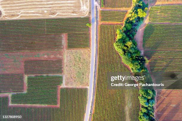 top down aerial view of vineyards and road - winemaking stock pictures, royalty-free photos & images