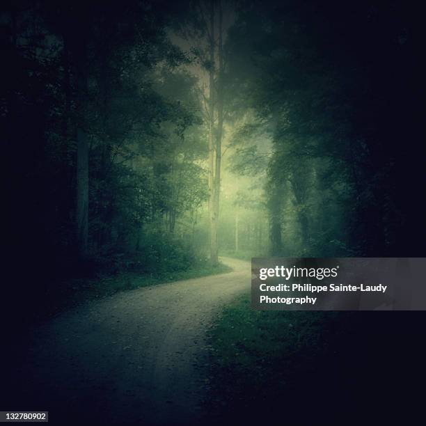 2,564 Scary Forest Path Stock Photos, High-Res Pictures, and Images ...