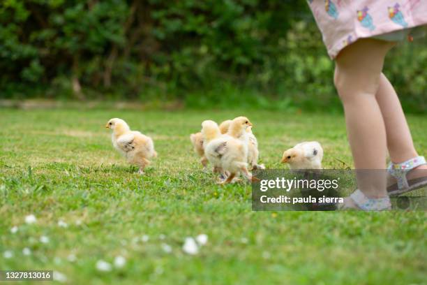 baby girl legs and chicks - young bird stock pictures, royalty-free photos & images
