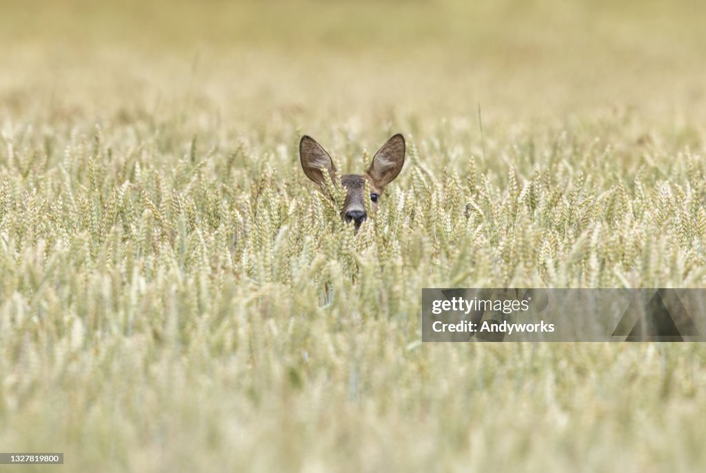 Female roe deer