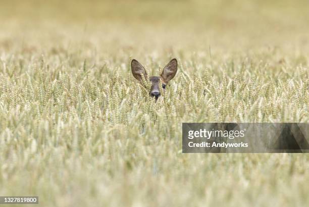 female roe deer - doe stock pictures, royalty-free photos & images