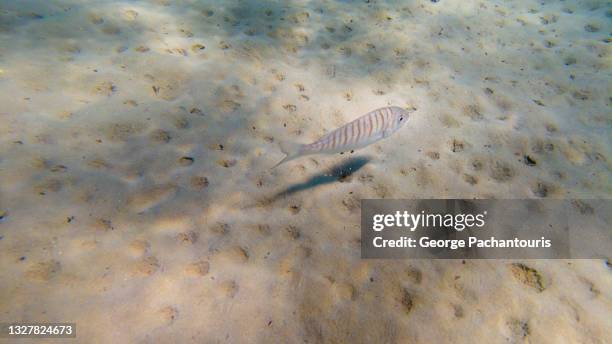 high angle view of a fish underwater - at the bottom of stock pictures, royalty-free photos & images