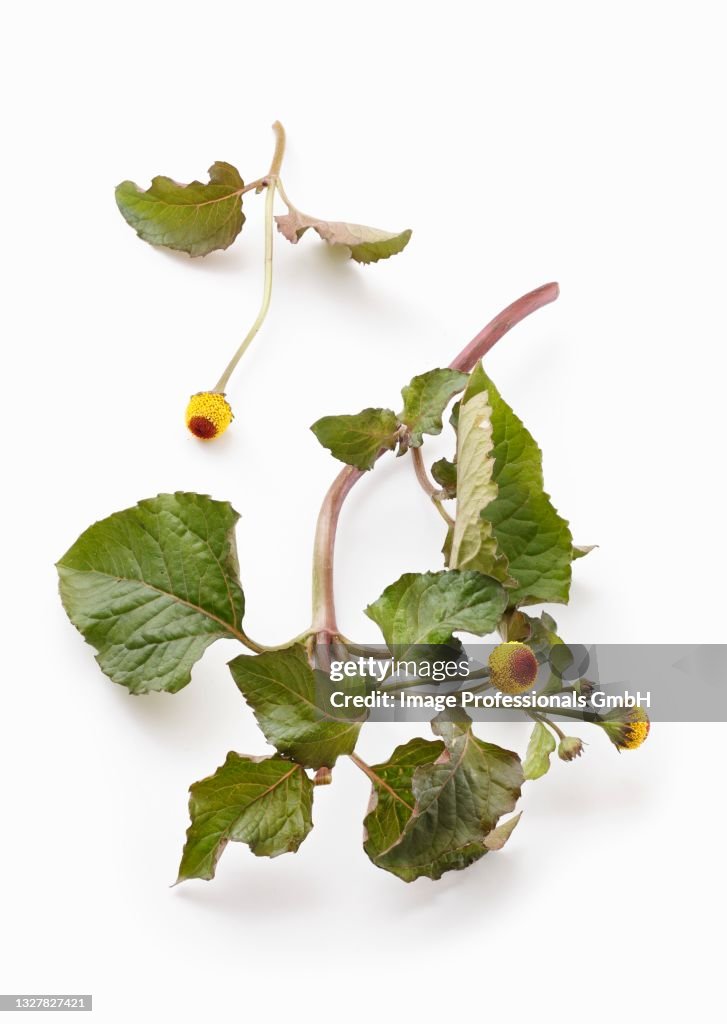 Sprigs of paracress