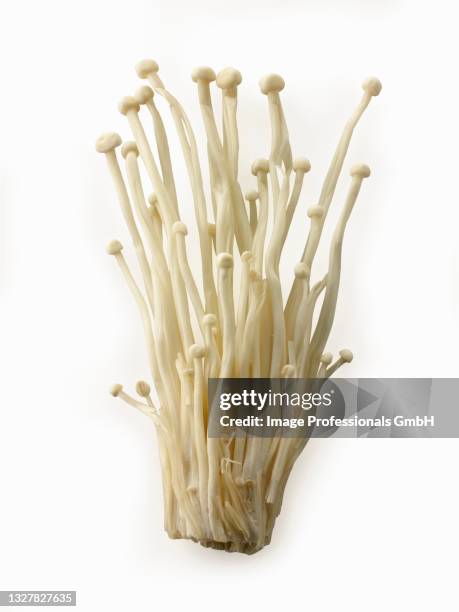 fresh picked cultivated enokitake, enokidake or enoki (flammulina velutipes) commonly known as golden needle mushroom or lily mushroom, an edible mushroom - enoki mushroom stock-fotos und bilder